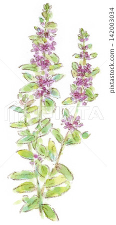 A watercolor illustration of Lythrum salicaria, a summer plant known as a flower for the Obon festival. A watercolor illustration of Lythrum salicaria, a summer plant known as a flower for the Obon festival. 142003034
