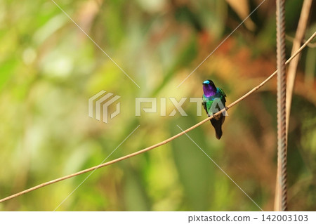Fujinodotenshi Hummingbird Fujinodotenshi Hummingbird 142003103