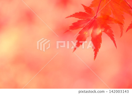 Close-up image of crimson maple leaves Close-up image of crimson maple leaves 142003143