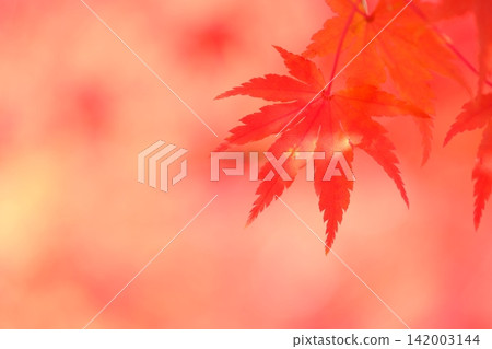 Close-up image of crimson maple leaves Close-up image of crimson maple leaves 142003144