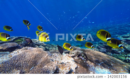 Fish swarming in the crystal-clear coral reef sea. Fish swarming in the crystal-clear coral reef sea. 142003156