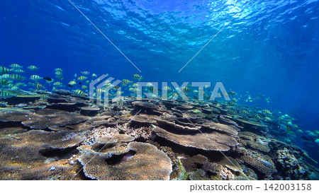 魚群在清澈見底的珊瑚礁海域中游弋。 魚群在清澈見底的珊瑚礁海域中游弋。 142003158