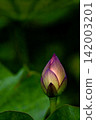蓮花 142003201