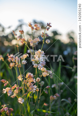 Delicate wildflowers with pink and white petals flourish in a green field, illuminated by soft sunlight under a clear blue sky Delicate wildflowers with pink and white petals flourish in a green field, illuminated by soft sunlight under a clear blue sky 142003240
