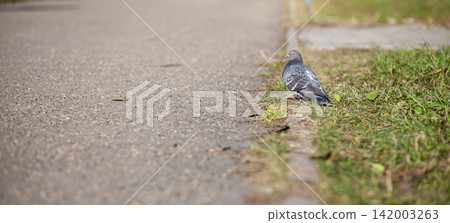 Gray pigeon is positioned on the edge of a paved road, surrounded by grass and foliage under bright sunlight Gray pigeon is positioned on the edge of a paved road, surrounded by grass and foliage under bright sunlight 142003263