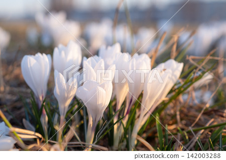 White crocus flowers emerge in early spring, nestled among green grass with soft sunlight highlighting their delicate petals and natural setting 142003288