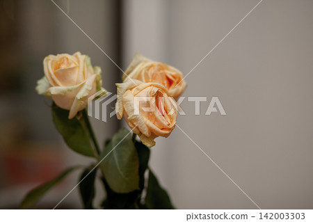 Three wilted peach-colored roses with green leaves are displayed in a vase, set against a softly blurred background Three wilted peach-colored roses with green leaves are displayed in a vase, set against a softly blurred background 142003303