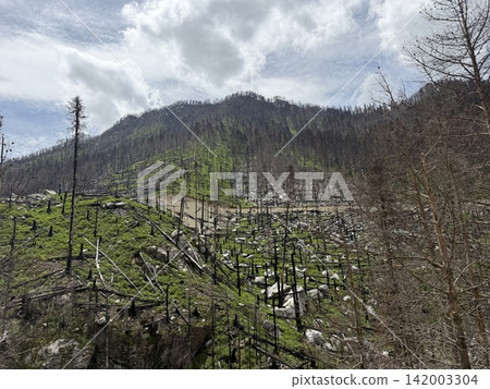 Burnt forest landscape shows charred trees and new green vegetation on a mountain slope, with a cloudy sky in the background Burnt forest landscape shows charred trees and new green vegetation on a mountain slope, with a cloudy sky in the background 142003304