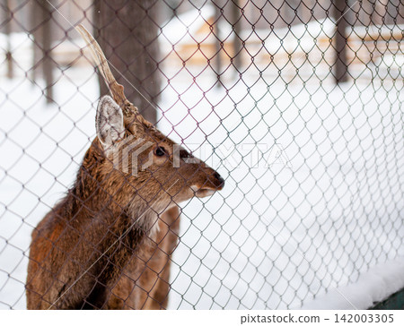 Deer with antlers is positioned close to a chain-link fence in a snowy setting, with a soft-focus background enhancing the scene Deer with antlers is positioned close to a chain-link fence in a snowy setting, with a soft-focus background enhancing the scene 142003305