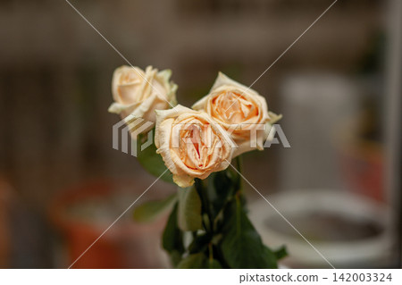 Three pale peach roses with slightly wilted petals and green leaves are prominently displayed, with blurred pots and garden elements in the background 142003324