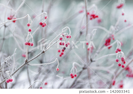 Frosted branches display vibrant red berries in a winter setting, highlighting the contrast between the cold environment and the colorful fruit 142003341