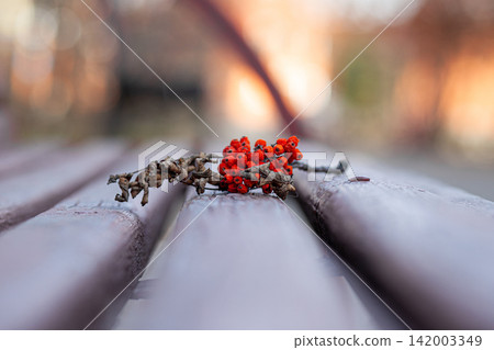 Red berries attached to a dried branch lie on a wooden bench in a park, with soft-focus background elements creating depth Red berries attached to a dried branch lie on a wooden bench in a park, with soft-focus background elements creating depth 142003349