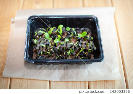 Seedlings are sprouting in a black plastic tray filled with brown soil, placed on a wooden surface with parchment paper underneath Seedlings are sprouting in a black plastic tray filled with brown soil, placed on a wooden surface with parchment paper underneath 142003356