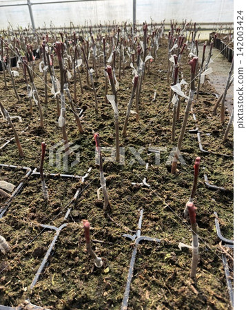 Young plant cuttings are growing in trays filled with soil inside a greenhouse, with plastic labels attached for identification purposes Young plant cuttings are growing in trays filled with soil inside a greenhouse, with plastic labels attached for identification purposes 142003424
