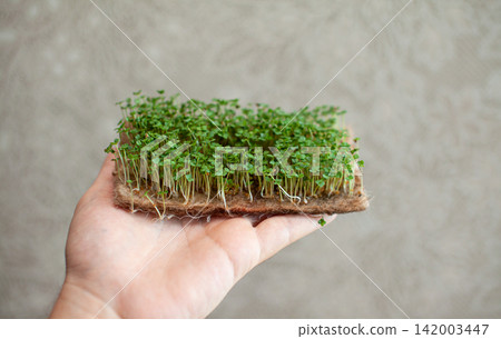 Hand displays a tray filled with fresh microgreens, showcasing vibrant green sprouts against a softly textured background in an indoor environment 142003447