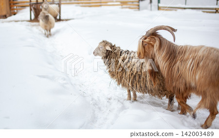 Goat and sheep navigate a snowy path on a farm, with a wooden fence and barn seen in the background, creating a rural winter scene Goat and sheep navigate a snowy path on a farm, with a wooden fence and barn seen in the background, creating a rural winter scene 142003489