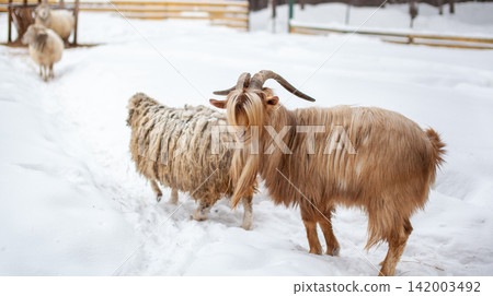 Brown goat with long hair stands in a snowy pasture next to a woolly sheep, with a wooden fence in the background Brown goat with long hair stands in a snowy pasture next to a woolly sheep, with a wooden fence in the background 142003492