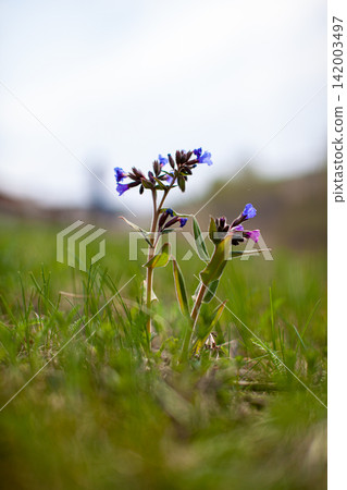 Wildflowers featuring purple and blue petals are growing in a grassy field under a bright sky, showcasing the beauty of springtime in nature 142003497