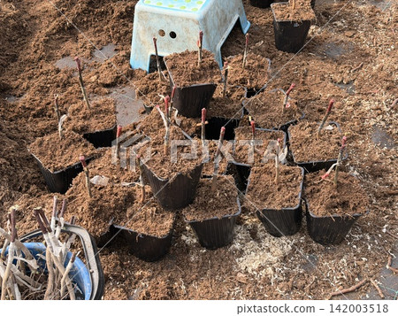 Potted plant cuttings are placed in black containers filled with soil, surrounded by wooden chips and a blue stool in the background Potted plant cuttings are placed in black containers filled with soil, surrounded by wooden chips and a blue stool in the background 142003518