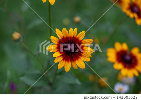 Bright yellow and red flower with a dark center stands out among green foliage in a natural outdoor setting during the blooming season Bright yellow and red flower with a dark center stands out among green foliage in a natural outdoor setting during the blooming season 142003522
