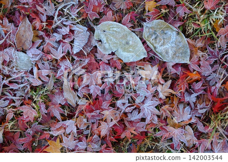 Image material of frost and fallen leaves of the 24 solar terms Image material of frost and fallen leaves of the 24 solar terms 142003544