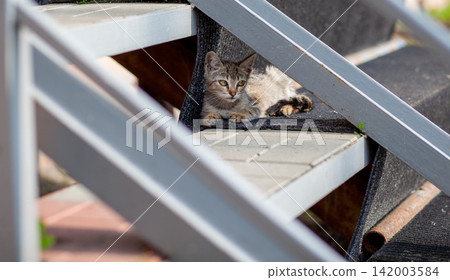 Tabby cat lies comfortably on outdoor stairs, with a textured surface and greenery visible, sunlight casting soft shadows around the scene 142003584