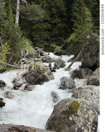 Fast-flowing river rushes over large rocks, with vibrant green trees lining the banks in a serene mountainous forest setting 142003649