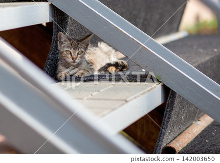 Gray tabby cat lies comfortably on outdoor stairs covered with textured carpet, surrounded by wooden structure and greenery in the background Gray tabby cat lies comfortably on outdoor stairs covered with textured carpet, surrounded by wooden structure and greenery in the background 142003650