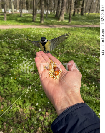 A bird approaches and lands on a person's hand, which holds food, set in a lush green park with trees and grass visible A bird approaches and lands on a person's hand, which holds food, set in a lush green park with trees and grass visible 142003652