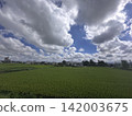 Summer rice fields and summer clouds 142003675