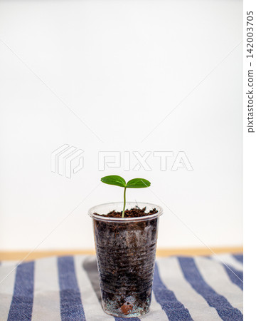 Small green plant emerges from soil in a transparent plastic cup, placed on a striped cloth background with a clean, minimalistic setting Small green plant emerges from soil in a transparent plastic cup, placed on a striped cloth background with a clean, minimalistic setting 142003705