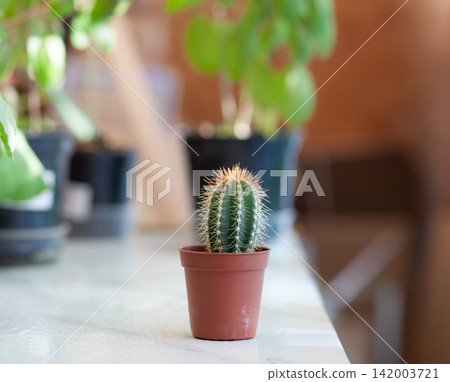 Small cactus in a brown pot sits on a table, surrounded by various green plants in pots, creating a vibrant indoor environment Small cactus in a brown pot sits on a table, surrounded by various green plants in pots, creating a vibrant indoor environment 142003721