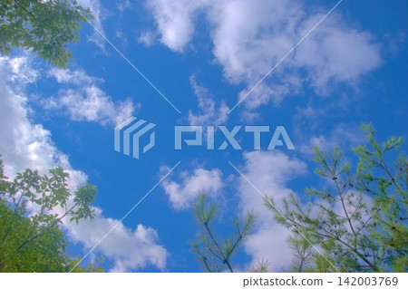 Looking up at the summer blue sky Looking up at the summer blue sky 142003769