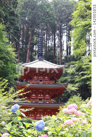 浪漫之路沿線寺廟裡的繡球花盛開 浪漫之路沿線寺廟裡的繡球花盛開 142003858