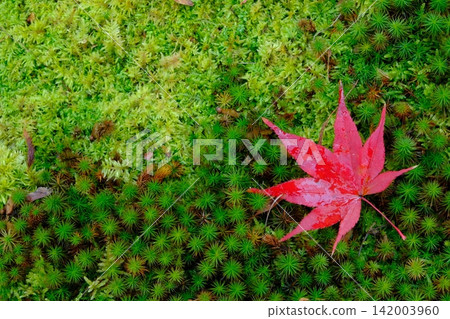 Maple leaves and moss covered in morning dew Maple leaves and moss covered in morning dew 142003960