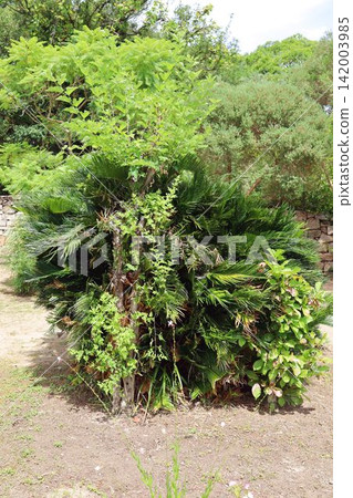 岡山縣犬島及其周邊景色和植物 岡山縣犬島及其周邊景色和植物 142003985