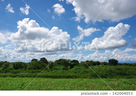 Grassland, clouds, blue sky, and white clouds Grassland, clouds, blue sky, and white clouds 142004053
