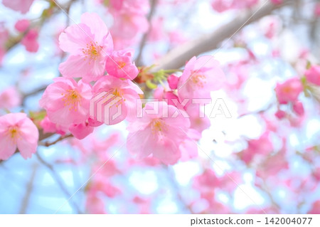 Early spring cherry blossoms along Oike Street 142004077