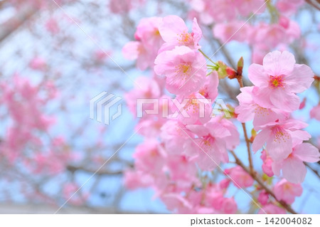 禦池街沿線的早春櫻花盛開 禦池街沿線的早春櫻花盛開 142004082