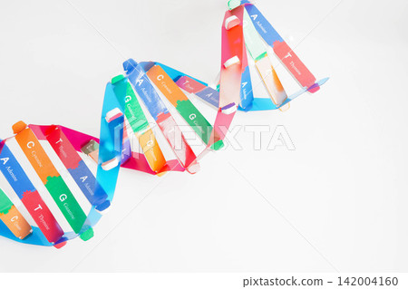 DNA molecule spiral structure model isolated on white background, chromosome and gene chemical science biology. DNA molecule spiral structure model isolated on white background, chromosome and gene chemical science biology. 142004160
