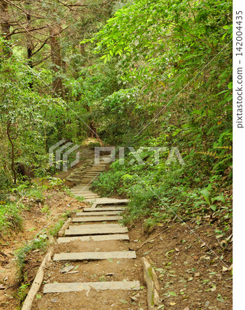 言葉八幡宮:通往正殿的道路,五月 言葉八幡宮:通往正殿的道路,五月 142004435