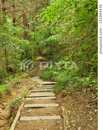 言葉八幡宮:通往正殿的道路,五月 言葉八幡宮:通往正殿的道路,五月 142004436