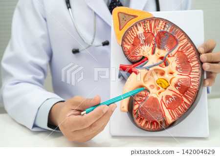 Chronic kidney disease, Asian woman with model for treatment urinary system, urology, Estimated glomerular filtration rate eGFR. Chronic kidney disease, Asian woman with model for treatment urinary system, urology, Estimated glomerular filtration rate eGFR. 142004629