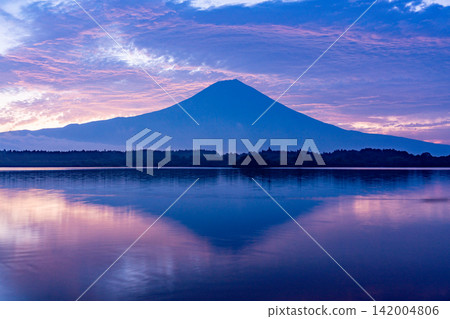 （靜岡縣）富士山、狸湖、湖面上的水禽、日出 142004806
