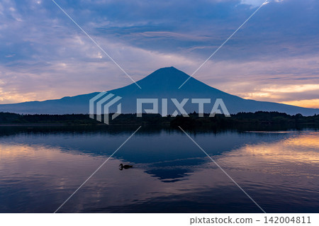 (Shizuoka Prefecture) Mt. Fuji, Lake Tanuki, waterfowl on the lake surface, sunrise 142004811