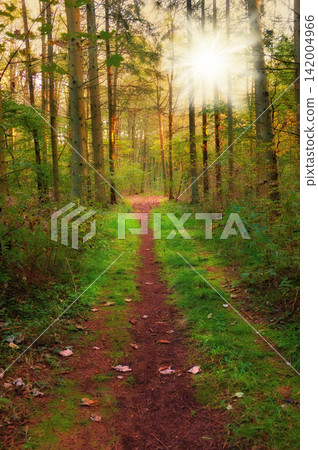 Nature, forest and trail with jungle, landscape and growth for natural climate and ecology. Morning, environment and denmark countryside with green, trees and woods for beauty and peace or calm Nature, forest and trail with jungle, landscape and growth for natural climate and ecology. Morning, environment and denmark countryside with green, trees and woods for beauty and peace or calm 142004966