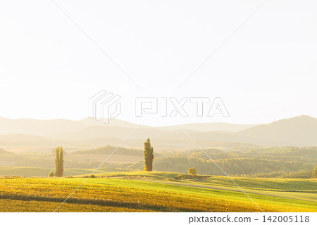 The hills of Biei and two poplar trees bathed in the setting sun (Autumn in Hokkaido) The hills of Biei and two poplar trees bathed in the setting sun (Autumn in Hokkaido) 142005118