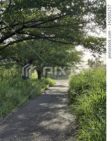 A lush, sunlit walking path (Tatebayashi City, Gunma Prefecture) A lush, sunlit walking path (Tatebayashi City, Gunma Prefecture) 142005257