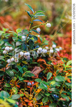 The delicate white berries of the snowberry tree and the autumn colors encountered on Mt. Kurodake in the Daisetsuzan Mountains of Hokkaido. The delicate white berries of the snowberry tree and the autumn colors encountered on Mt. Kurodake in the Daisetsuzan Mountains of Hokkaido. 142005636