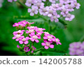 綠葉間點綴著粉紅色的小花（蓍草）。 142005788